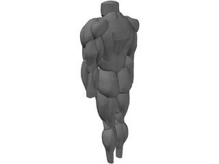 Muscles Body 3D Model