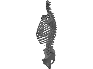 Torso 3D Model