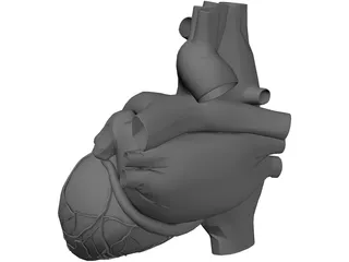 Heart 3D Model