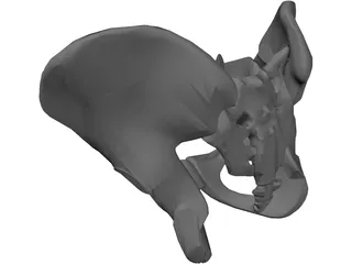 Pelvis 3D Model