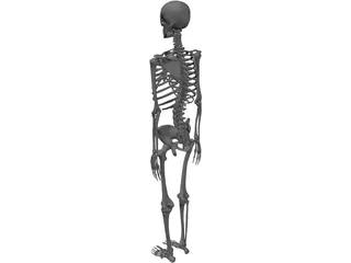 Skeleton 3D Model