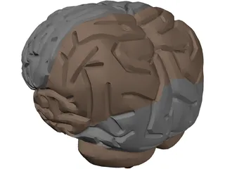 Brain Male 3D Model