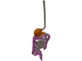 Digestive Tract Internal Organ 3D Model