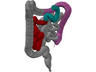 Intestines 3D Model