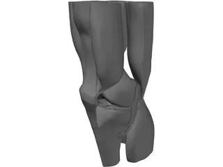 Knee 3D Model