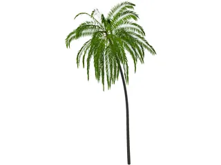 Palm Tree Cocoa 3D Model