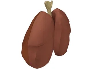 Respiratory Upper 3D Model