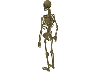 Skeleton Male 3D Model