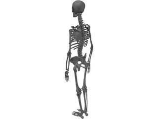 Skeleton Female 3D Model