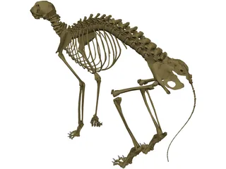 Cat Skeleton 3D Model