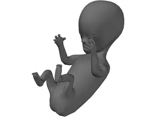 Baby Fetus Infant 3D Model