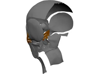 Face Muscles 3D Model