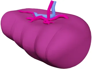 Spleen 3D Model