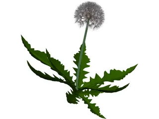 Dandelion 3D Model