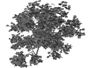 Acer Palmatum 3D Model