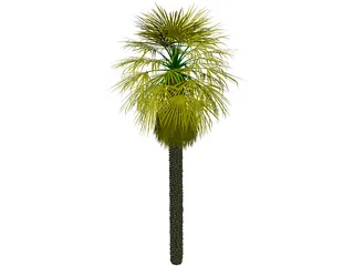 Washingtonia Palm 3D Model