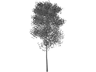 Aspen Populus 3D Model