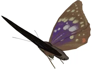 Butterfly Oomura 3D Model