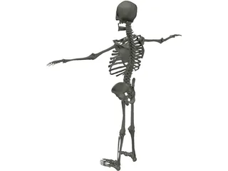 Skeleton 3D Model