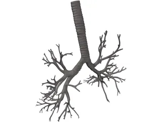 Bronquial Tree with Trachea 3D Model