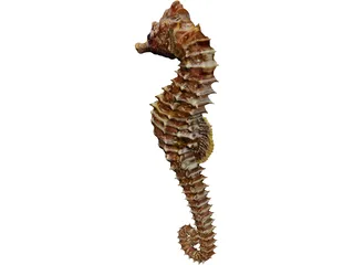 Seahorse  3D Model