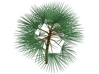 Palm  3D Model