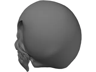 Skull 3D Model