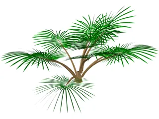 Palm Tree 3D Model