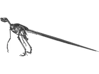 Velociraptor Skeleton 3D Model