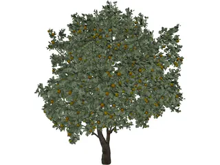 Orange Tree 3D Model