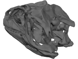 Allosaurus Fragilis Skull 3D Model