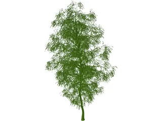 Birch Tree 3D Model
