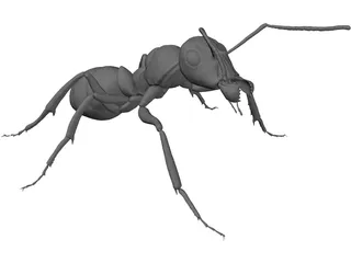 Ant 3D Model