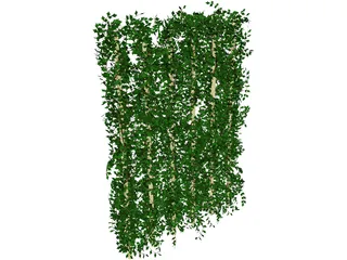 Plant Ivy 3D Model