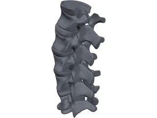 Lumbar Spine 3D Model