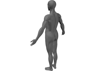 Full Human Anatomy for Simulation 3D Model