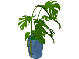 Monstera Deliciosa 3D Model