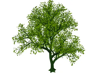 Lush Tree 3D Model