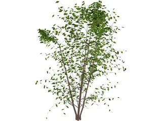 Tree 3D Model