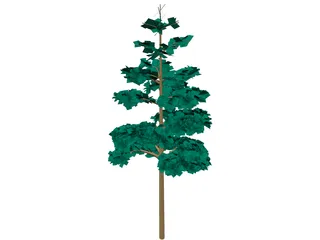 Redwood Tree 3D Model