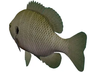 Bluegill 3D Model