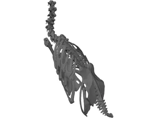 Macaw Skeleton 3D Model