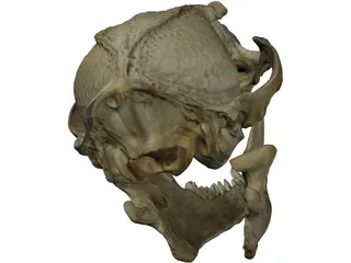 Fox Head Skull 3D Model