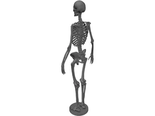 Human Skeleton 3D Model