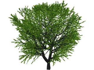 Cherry Tree 3D Model