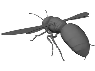 Hornet 3D Model