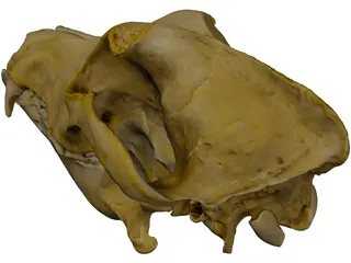 German Shepherd Male Dog Skull Scan 3D Model