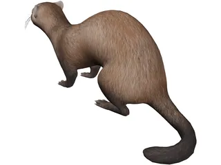 Ferret 3D Model