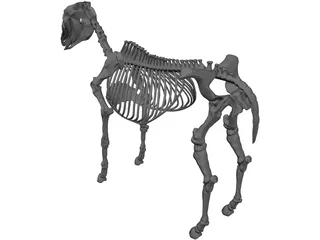 Horse Skeleton 3D Model