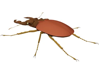 Beetle 3D Model